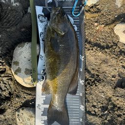 スモールマウスバス