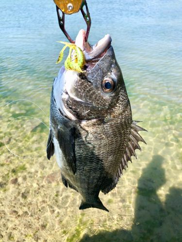キビレの釣果