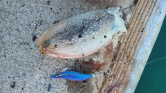 シリヤケイカの釣果