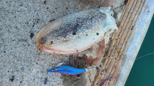 シリヤケイカの釣果