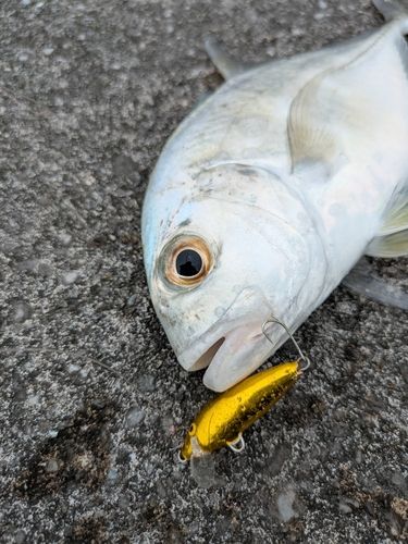 メッキの釣果