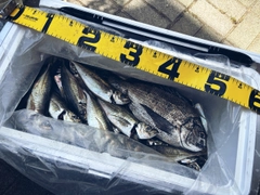 マアジの釣果