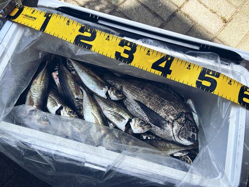 マアジの釣果