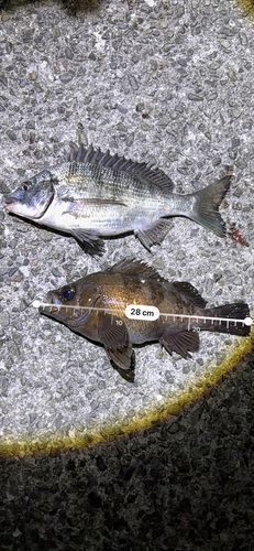 クロメバルの釣果