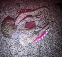 タコの釣果