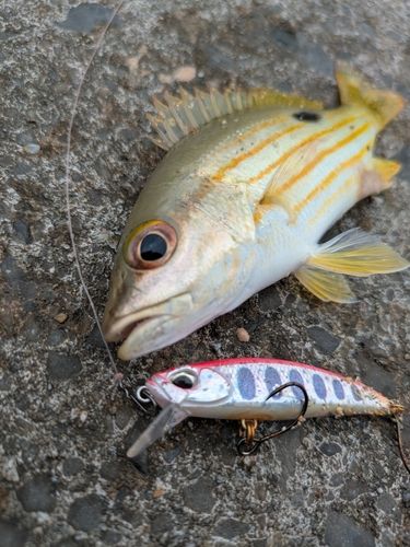 ヤマトビーの釣果