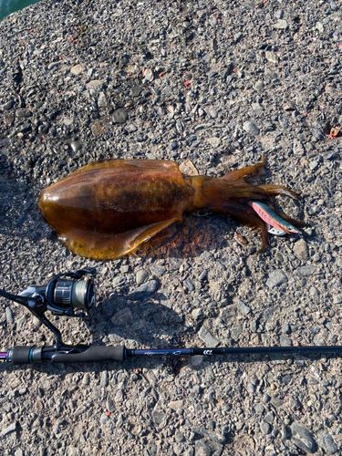 アオリイカの釣果