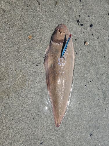 シタビラメの釣果