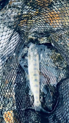 ヤマメの釣果