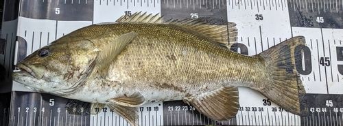 スモールマウスバスの釣果