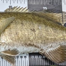 スモールマウスバス