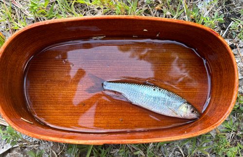 オイカワの釣果