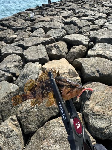 タケノコメバルの釣果