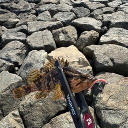 タケノコメバル