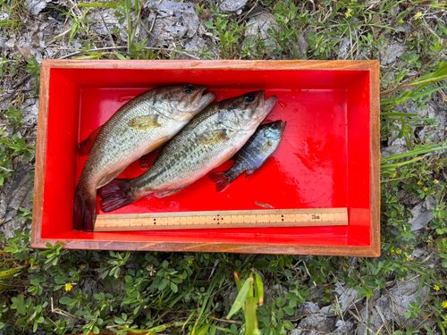 ブラックバスの釣果