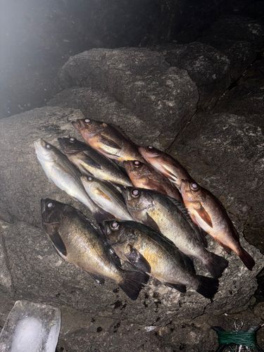 クロメバルの釣果