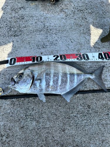 オキアジの釣果