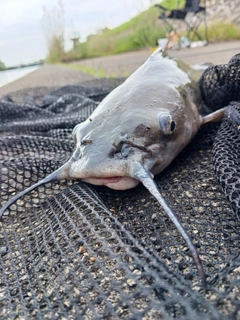 アメリカナマズの釣果