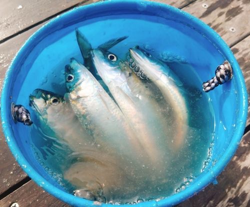 カタボシイワシの釣果