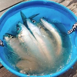 カタボシイワシ