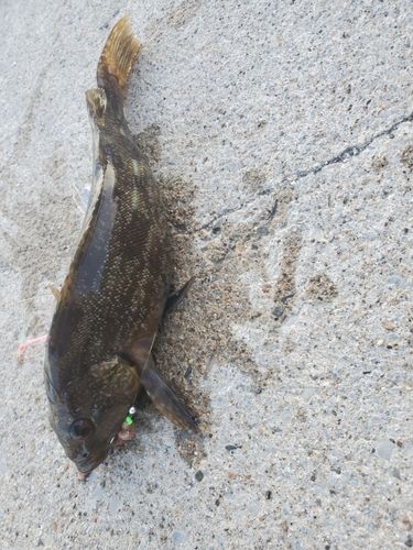 アイナメの釣果