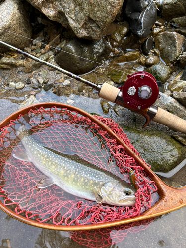イワナの釣果