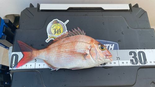 マダイの釣果