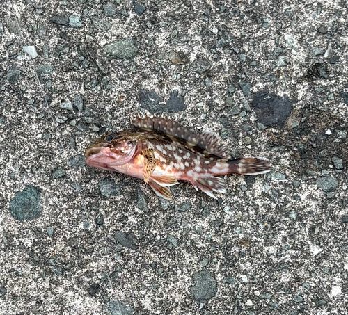 カサゴの釣果