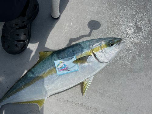 ヒラマサの釣果