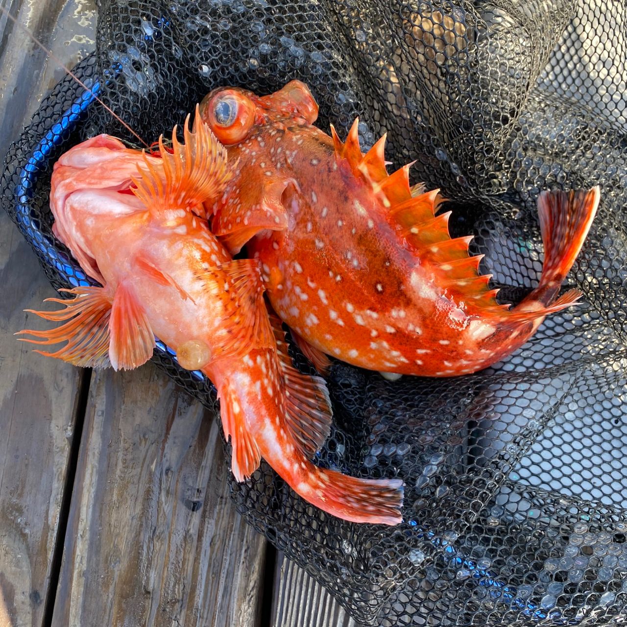 ウッカリカサゴ