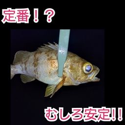 アジ