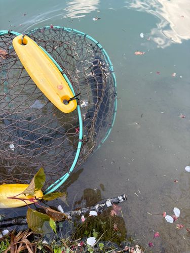 トラウトの釣果