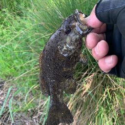 スモールマウスバス