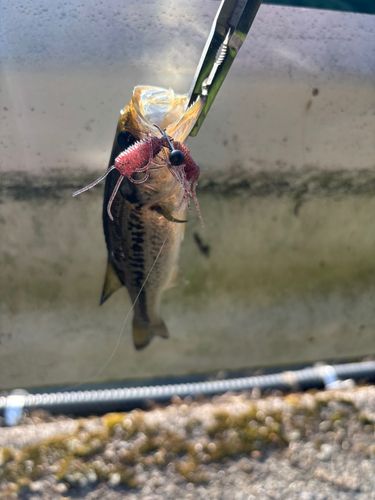 釣果