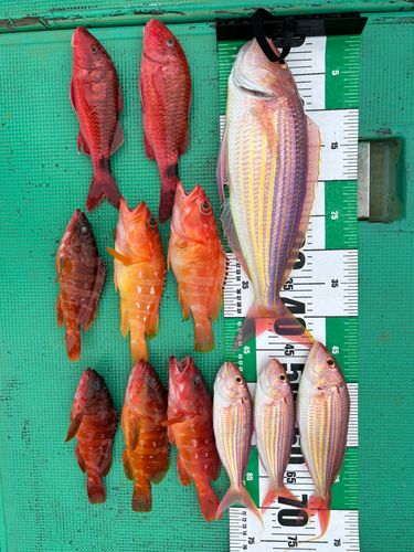 イトヨリダイの釣果