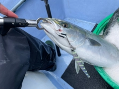 ワラサの釣果