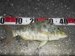 タマンの釣果