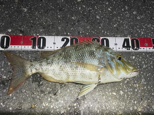 タマンの釣果