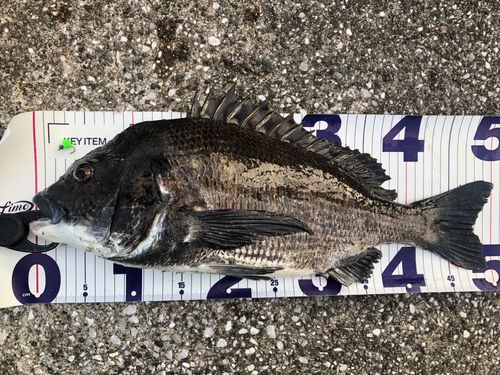 チヌの釣果