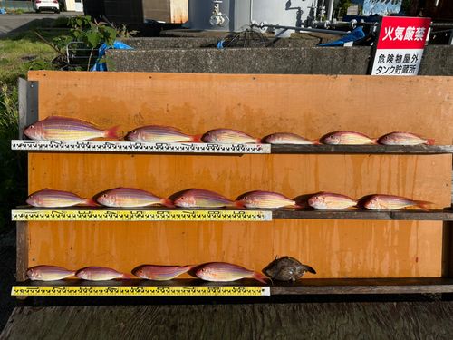 イトヨリダイの釣果