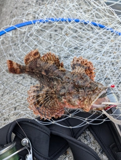 オニカサゴの釣果