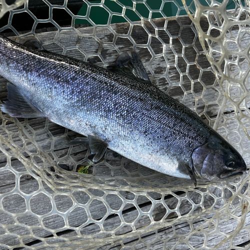 サクラマスの釣果