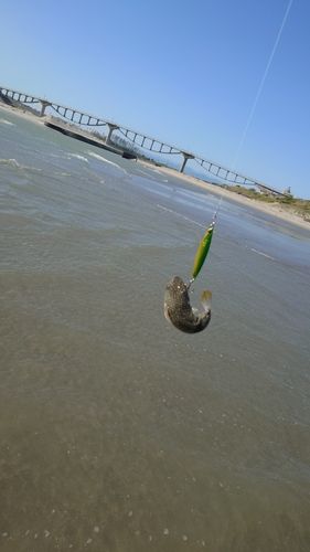 クサフグの釣果