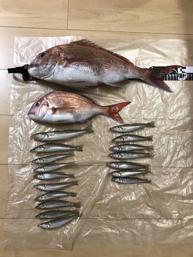 マダイの釣果