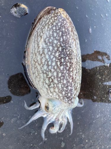 シリヤケイカの釣果