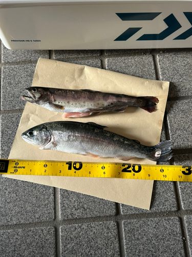 ニジマスの釣果