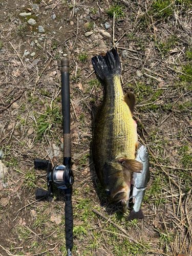 藤田バス釣り さんの 2024年08月11日のブラックバスの釣り・釣果情報