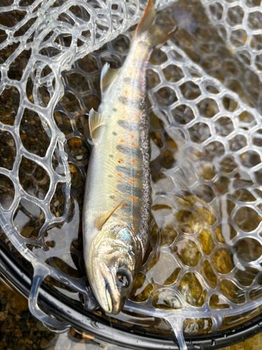 アマゴの釣果