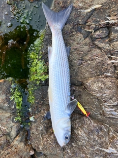 ボラの釣果