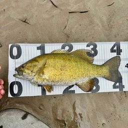 スモールマウスバス